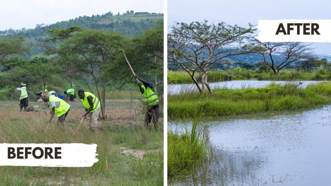 Wetland Rehabilitation Services - image 2