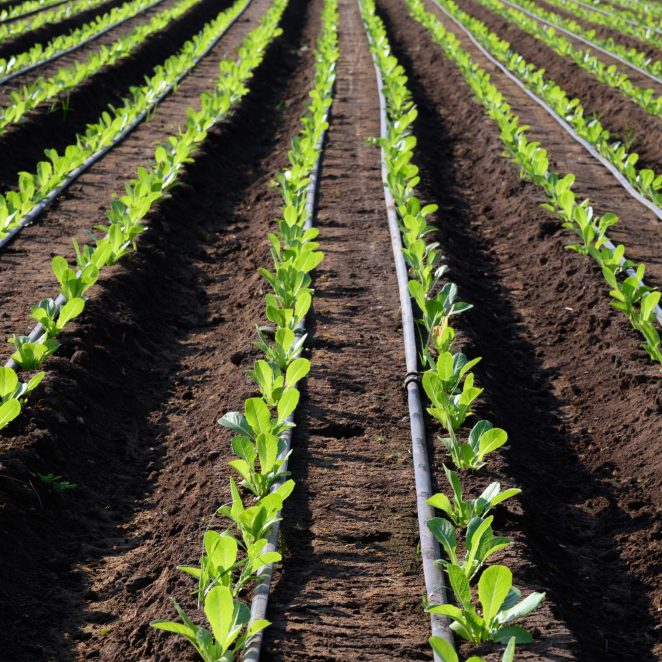 Drip irrigation cylinder - main image
